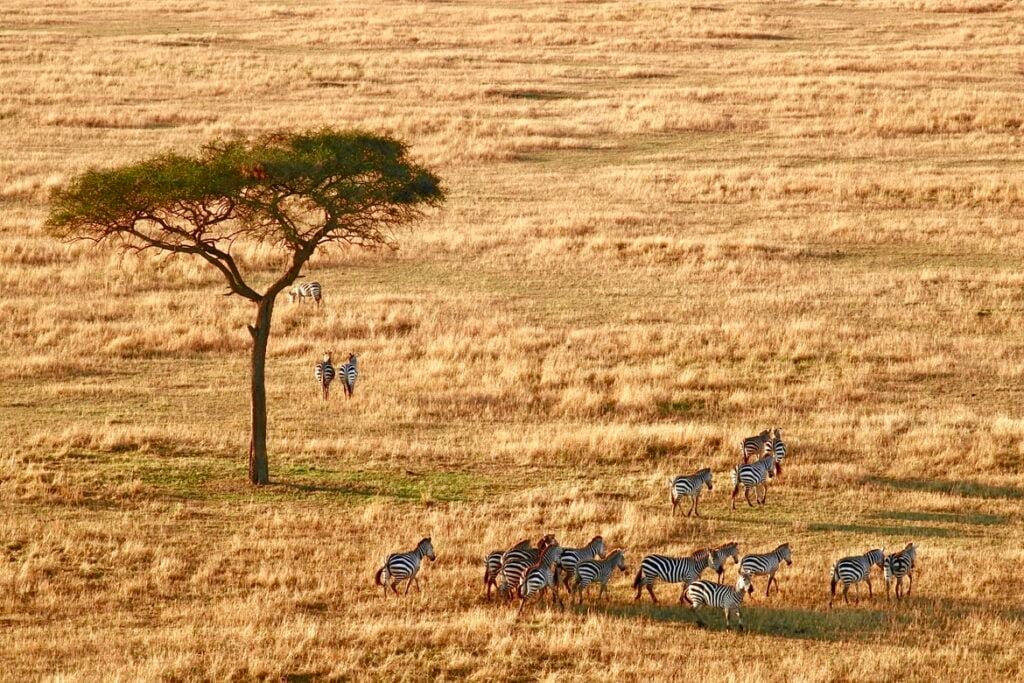 Tanzania experts tanzania travel advice