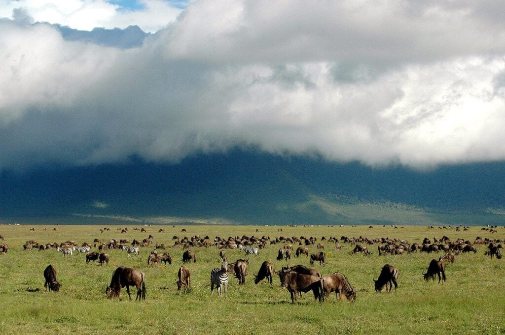 Wildebeest and zebras on a big field in Tanzania