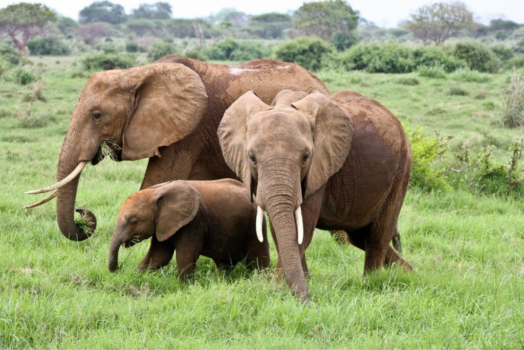 One adult, one juvenile and one young elephant in the green grass in Tanzania