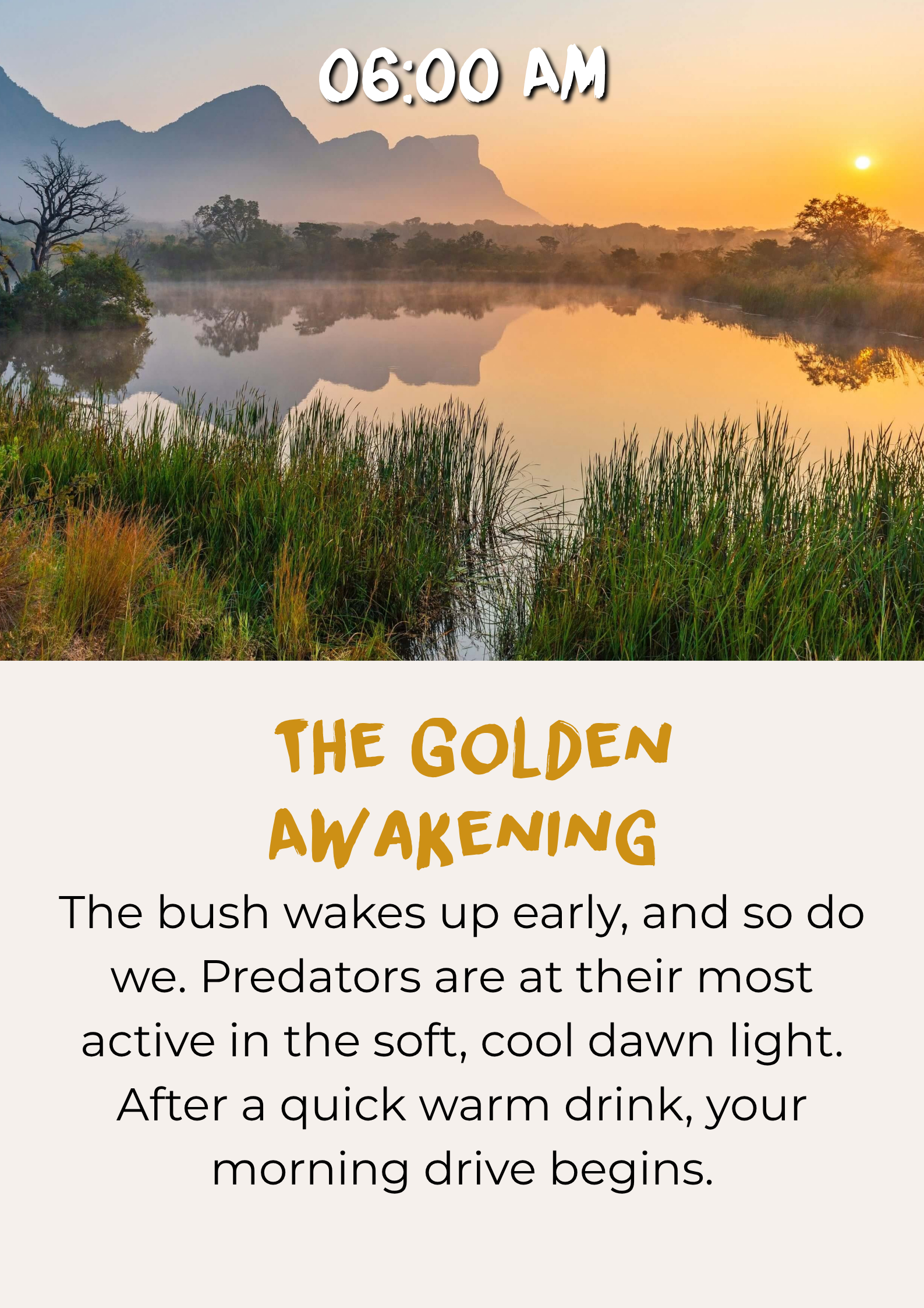 Early morning safari game drive during the golden awakening Early morning safari game drive during the golden awakening